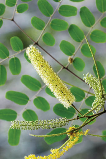 มะกล่ำต้น Adenanthera pavonina L.<br/>FABACEAE (LEGUMINOSAE-MIMOSOIDEAE)